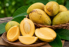 Manfaat Buah Bacang bagi Kesehatan: Kerabat Mangga dengan Aroma Khas dan Nutrisi Melimpah