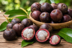 Manfaat Buah Lahung bagi Kesehatan: Buah Hutan Kalimantan yang Kaya Nutrisi dan Antioksidan