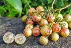 lobi-lobi merupakan salah satu buah lokal Indonesia yang memiliki ukuran kecil dengan rasa asam segar 