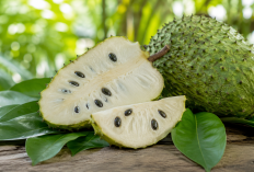 Manfaat Buah Sirsak bagi Kesehatan: Buah Tropis Segar dengan Kandungan Nutrisi yang Menyehatkan