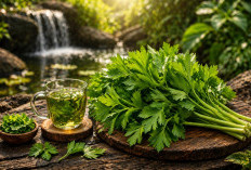 Daun Seledri: Pelengkap Masakan yang Ternyata Baik untuk Tekanan Darah dan Ginjal