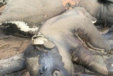 BKSDA Turun Cek Informasi Dua Ekor Gajah Mati di Mukomuko