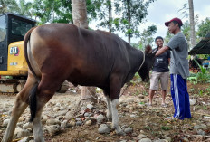 Dinas Pertanian Mukomuko Perketat Vaksinasi, Pastikan Hewan Kurban Sehat dan Aman Dikonsumsi