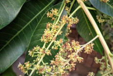 Ini Penyebab Bunga Mangga Banyak Rontok dan Tidak Jadi Buah