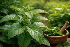 Daun Afrika: Tanaman Pahit yang Ternyata Bermanfaat untuk Gula Darah dan Daya Tahan Tubuh