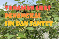 Ini Jenis Tanaman Hias Yang Ditakuti Jin Hingga Bisa Penangkal Sihir