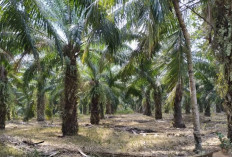 Siklus Ngetrek Pohon Sawit Ritme Alam dan Tangan Petani dalam Menjaga Produksi
