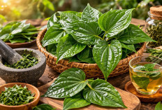 Daun Sirih: Warisan Tradisional dengan Khasiat Antiseptik Alami yang Masih Relevan Hingga Kini