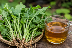 Manfaat Tempuyung bagi Kesehatan: Tanaman Liar yang Sering Dijadikan Herbal