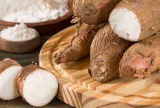 Singkong: Harta Karun Terpendam Menuju Kedaulatan Pangan Nasional