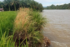 Erosi Sungai Manjuto, Sawah Petani di Desa Resno Hanyut Terbawa Arus
