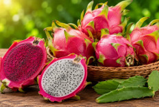 Manfaat Buah Naga bagi Kesehatan: Kaya Prebiotik yang Baik untuk Kesehatan Usus