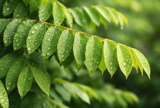 Daun Belimbing Wuluh: Asam Alami yang Ternyata Bermanfaat untuk Batuk dan Tekanan Darah