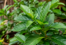 Manfaat Daun Insulin bagi Kesehatan: Tanaman Herbal yang Mulai Dikenal