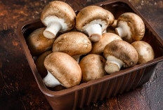 Walau Mengandung Racun, Ternyata Mengkosumsi Jamur Punya Khasiat Bagus