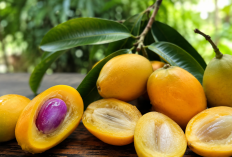 Manfaat Buah Gandaria bagi Kesehatan: Buah Tropis dengan Rasa Asam Segar