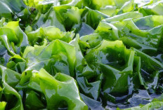 Rahasia Usus Sehat dari Dasar Laut: Bagaimana Rumput Laut Mengatasi Sembelit dan Menyehatkan Pencernaan