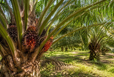 Umur Maksimal Pohon Sawit yang Masih Produktif