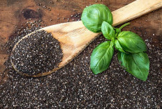 Cara Menanam dan Merawat Selasih di Rumah agar Tanaman Mu Sepanjang Musim