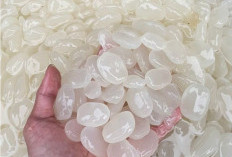 Kolang Kaling: Manfaat Sehat dan Rasa Segar yang Menggoda dalam Berbagai Hidangan