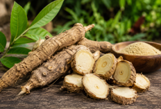 Manfaat Pasak Bumi bagi Kesehatan: Akar Herbal Khas Nusantara
