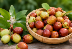 Manfaat Buah Bidara bagi Kesehatan: Buah Kecil dengan Khasiat Besar