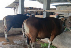 Segini Harga Pasaran Sapi untuk Kurban Idul Adha Tahun Ini
