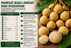 Manfaat Buah Langsat bagi Kesehatan: Kaya Riboflavin yang Mendukung Metabolisme Tubuh