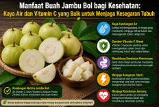 Manfaat Buah Jambu Bol bagi Kesehatan: Kaya Air dan Vitamin C yang Baik untuk Menjaga Kesegaran Tubuh