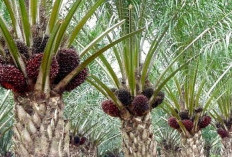 Obat Alami Basmi Kumbang Tanduk Perusak Pohon Sawit