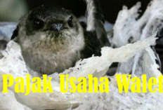 Pemilik Usaha Sarang Burung Walet Enggan Bayar Pajak, Target PAD Sulit Tercapai