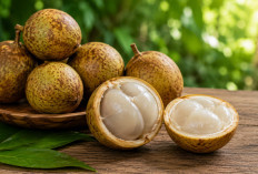 Manfaat Buah Bisbul bagi Kesehatan: Buah Eksotis yang Kaya Serat dan Vitamin