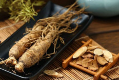 Mengenal Jenis-Jenis Ginseng: Dari Korea hingga Siberia, Mana yang Cocok untuk Anda?