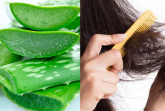 Bukan Sekedar Tanaman Hias, Lidah Buaya Ternyata Memiliki Banyak Manfaat