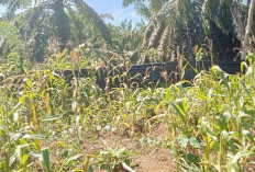 Tidak Semua Desa Cocok Realisasikan Porgram Ketahanan Pangan Tanam Jagung Sadesahe