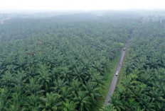 Provinsi Penghasil Sawit Terbesar di Indonesia: Denyut Ekonomi dari Hamparan Hijau Nusantara