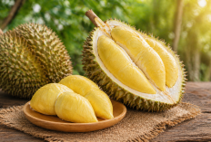Manfaat buah durian bagi Kesehatan: Lezat, Energi Tinggi, dan Kaya Nutrisi
