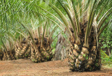 Begini Cara Memupuk Pohon Sawit di Tanah Gambut