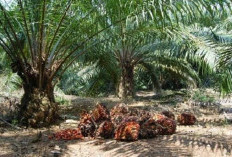 Kelebihan Sawit di Tanah Gambut, Umur Produksinya Sampai Segini