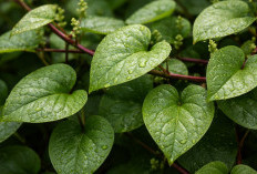 Daun Binahong: Tanaman Rambat yang Dipercaya Mempercepat Penyembuhan Luka dan Menjaga Daya Tahan Tubuh