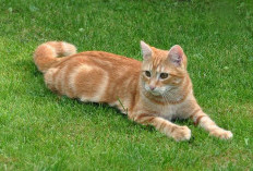 Mitos atau Fakta? Menguak Rahasia Kucing Oren sebagai Simbol Keberuntungan Global