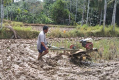 Masuk Musim Tanam, Petani Mujkomuko Diteror Hama Tikus