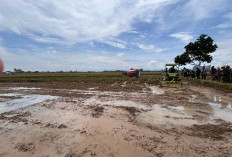 Petani Desak Penetapan Jadwal Pola Tanam Padi Dipertegas