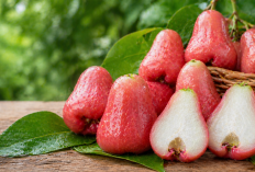 Manfaat buah jambu air bagi Kesehatan: Segar, Ringan, dan Kaya Air