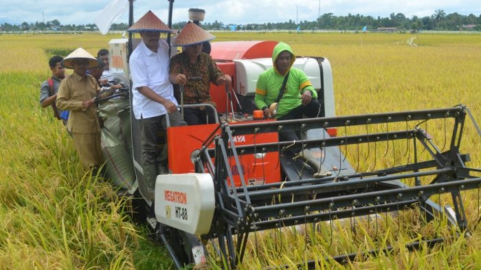 Produksi Pertanian di Pauh Terenja Menurun