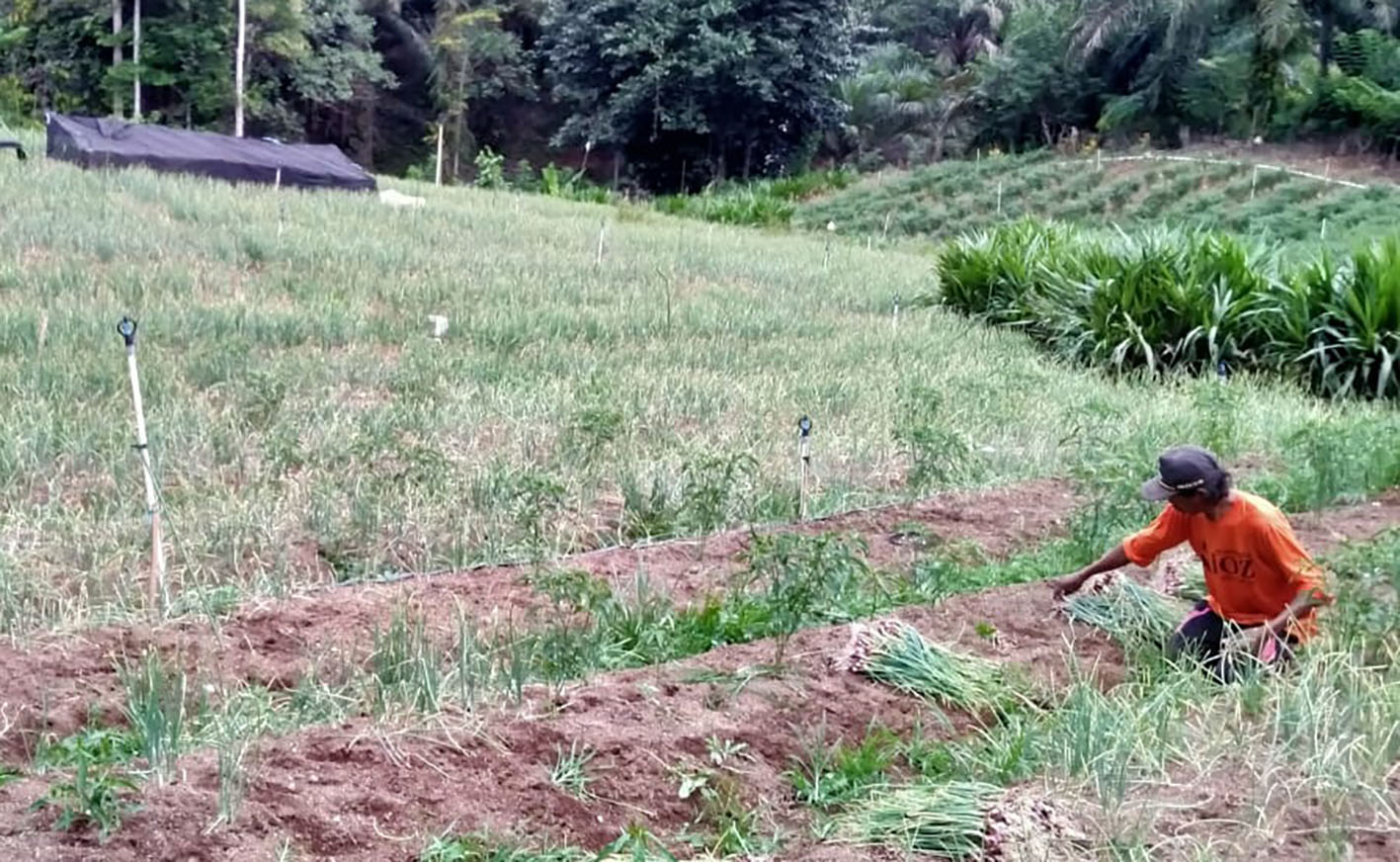 Cabai Melimpah, Petani Beralih Kembangkan Bawang Merah