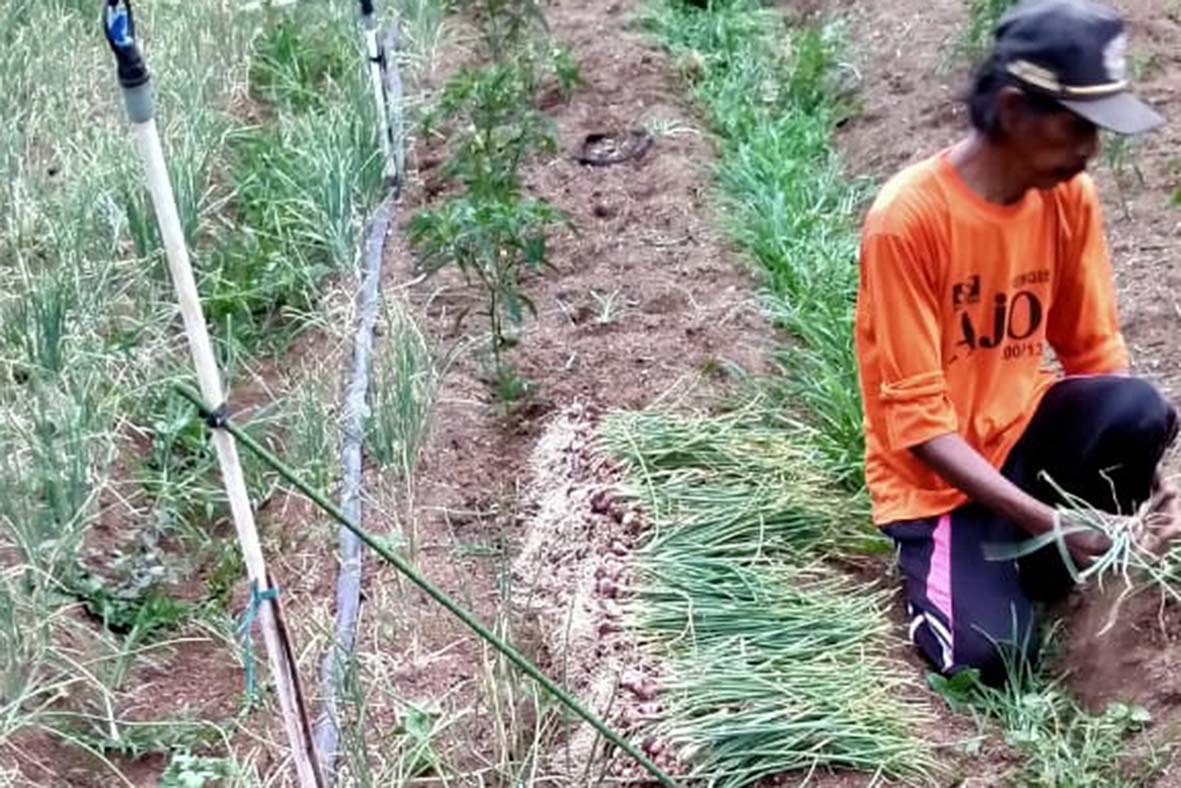 Pengembangan Bawang Merah Terkendala Bibit