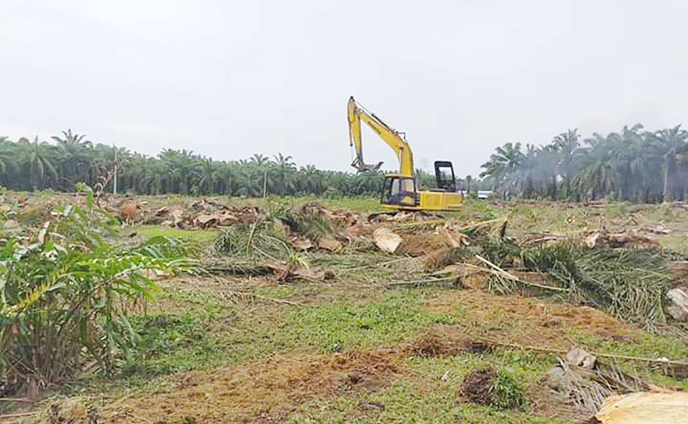 Tidak Sesuai Kriteria, Distan Tolak Usulan Replanting