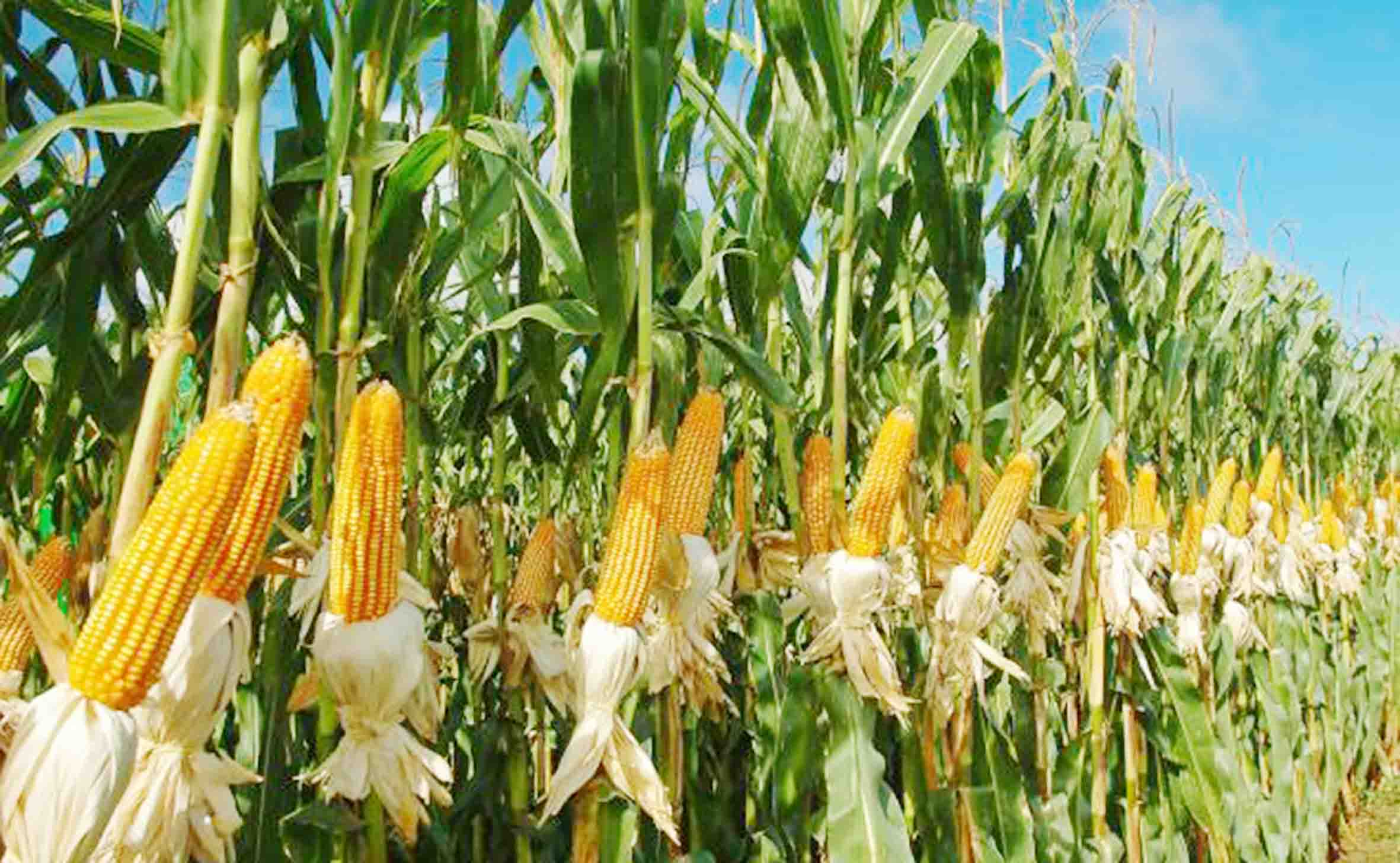 Tanpa Irigasi, Lahan Cetak Sawah Baru Ditanami Jagung