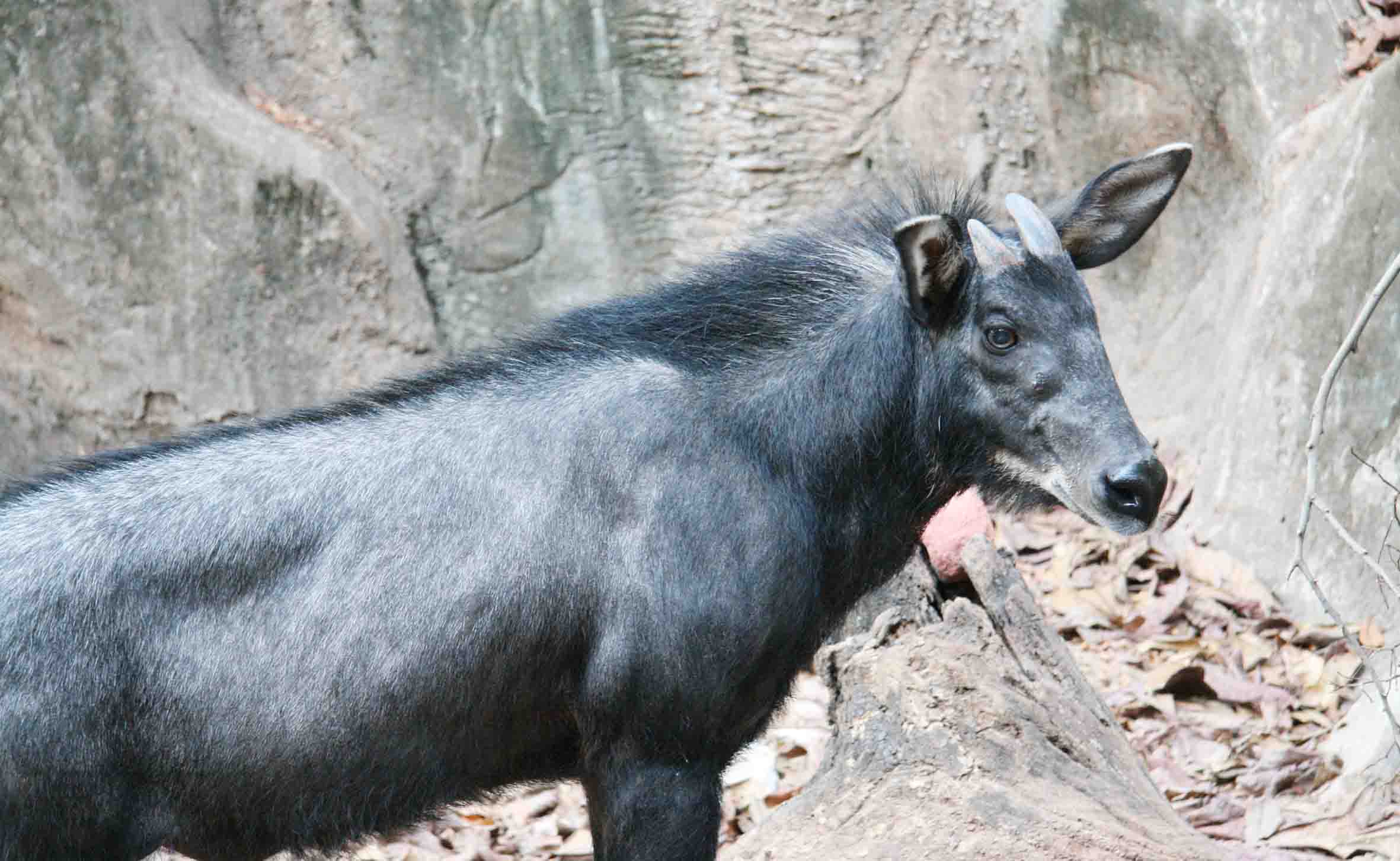 Kambing Gunung Tertangkap Kamera Trap